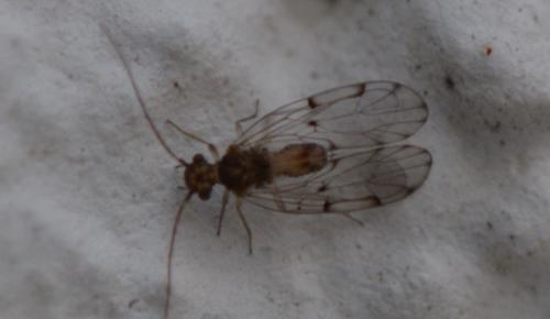 Réf. 326 555 : Ectopsocus petersi
